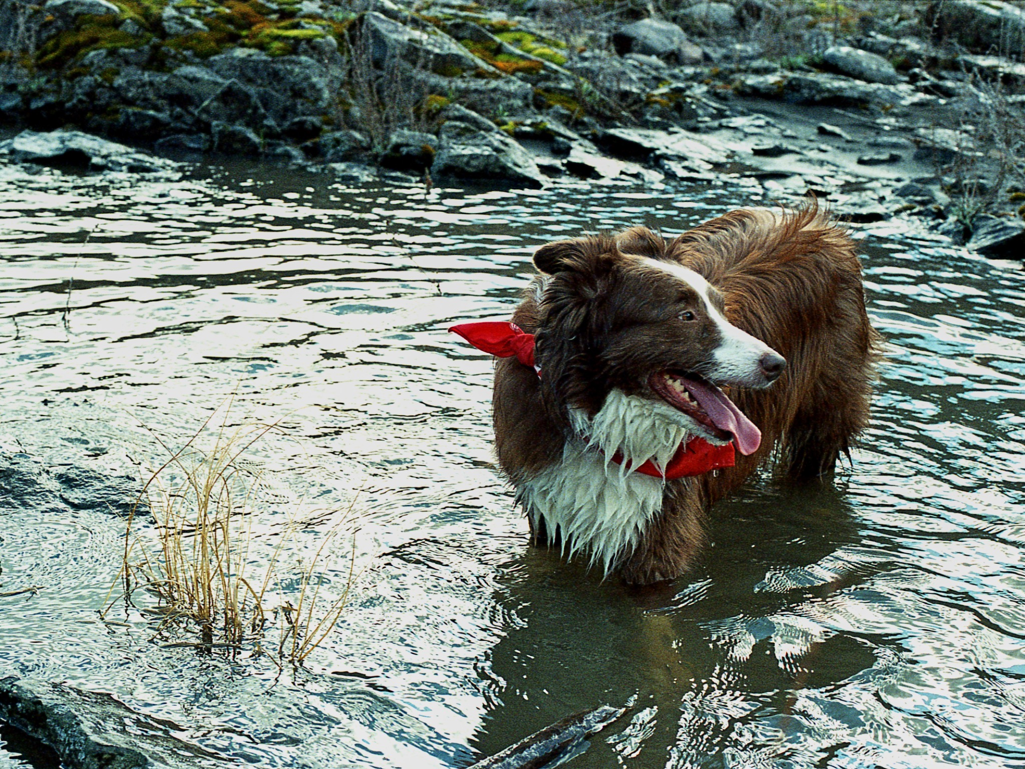 A wet border collie standing in the river wearing a red bandanna