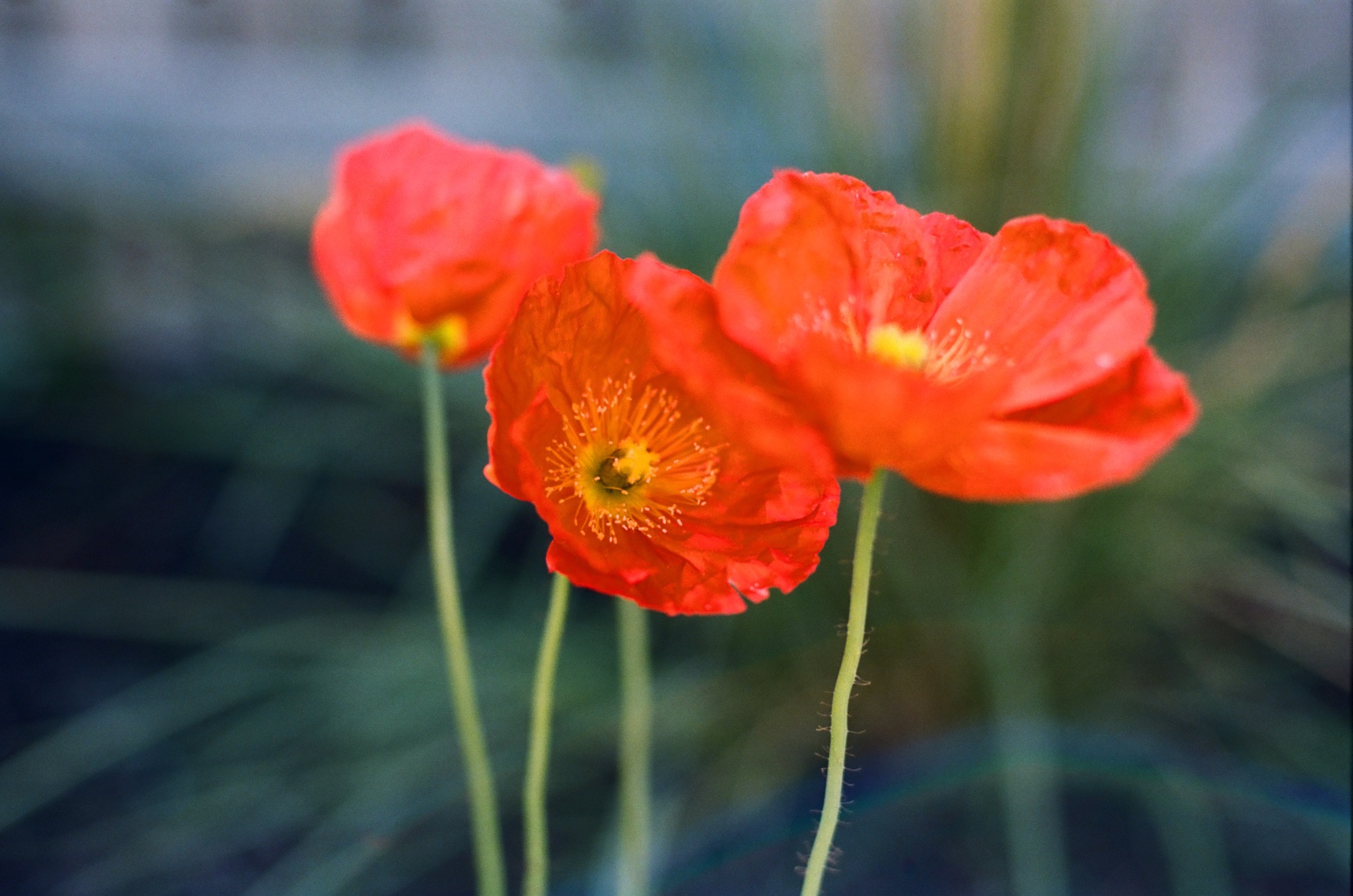 Red poppies in the garden