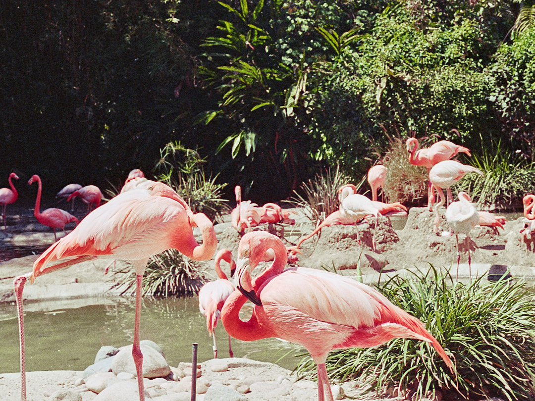 A group of vivid pink flamingos
